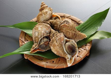 tsubu gai, ezo neptune, japanese whelk, neptunea polycostata scarlato