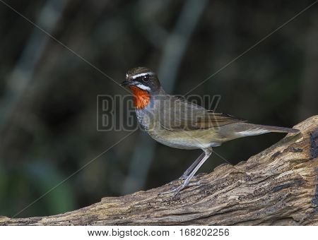 Beautiful of Siberian Rubythroat Bird (Calliope calliope) in nature Thailand