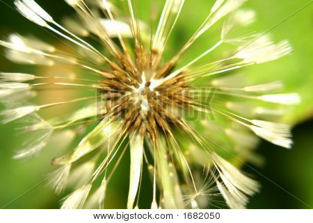 Dandilion