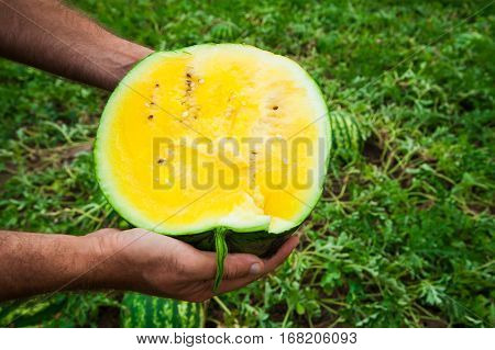 Farmer holds a ripe watermelon with yellow pulp. Harvest the natural watermelon. Watermelon field