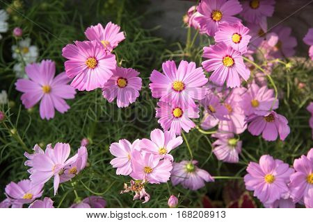 image cosmos flower in outdoor gardenflower view