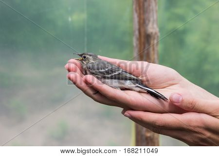 Beautiful tree pipit bird with open beak  in woman's hands