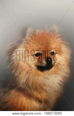 The foggy Spitz on the dark background
