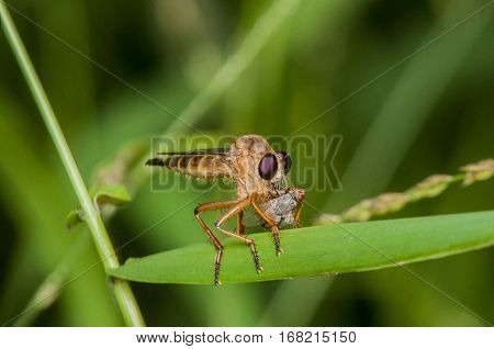 Robber fly were eating on green limb