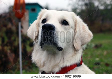 white dog Golden Retriever with a black nose and black eyes and a red collar stares