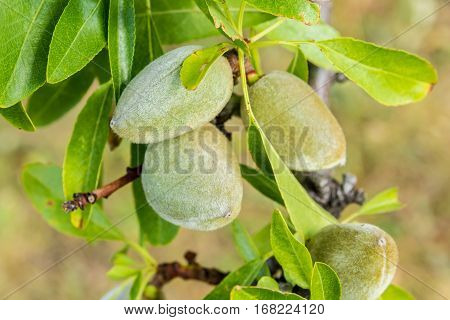 closeup cluster of green almonds growing on branch