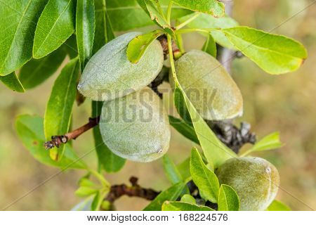 closeup cluster of green almonds growing on branch