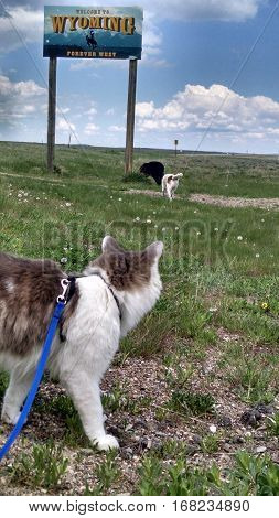White cat on a leash looks at the Wyoming sign at Stateline