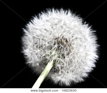 blízko nás obraz pozadí dandilion
