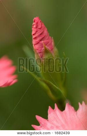 Dianthus