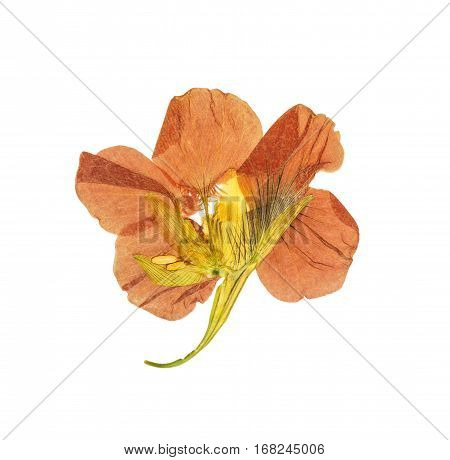 Pressed and dried delicate orange flowers nasturtium (tropaeolum). Isolated on white background. For use in scrapbooking floristry (oshibana) or herbarium.