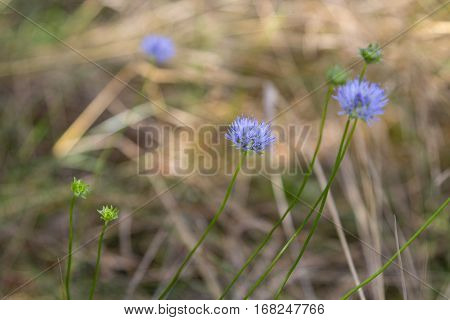 Blue cornflowers on a background of autumnal pine forests.