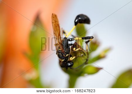 Hornet in a plant, nature, close-up, Europe