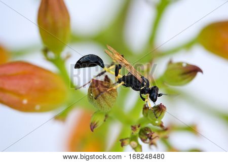 Hornet in a plant, nature, close-up, Europe