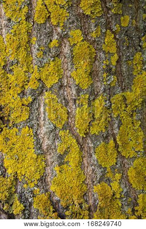 Yellow tree lichens on a ash tree bark. The pattern formed by the contours of orange lichen on tree bark. Natural background.