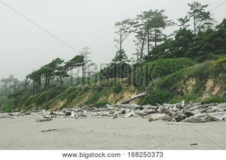 Forest on the Pacific coast on Kalaloch Campground, Washington USA