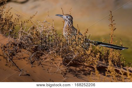 Greater Roadrunner Geococcyx Californianus