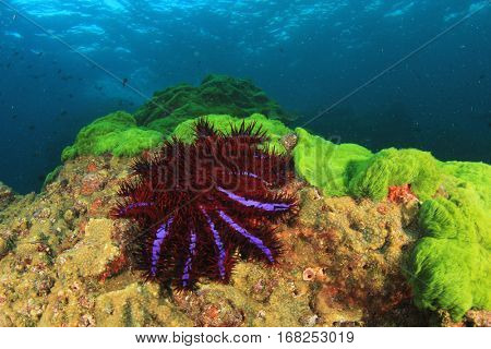 Crown-of-thorns Starfish