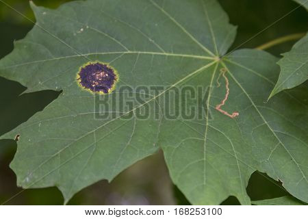 A Maple Leaf Disease Leads To Tree Mortality.