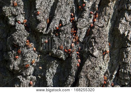 Firebugs on a bark. Red small insects.