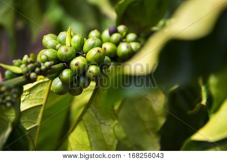 Green Coffee Beans, Seed Of Berries From Coffea Plant Vietnam