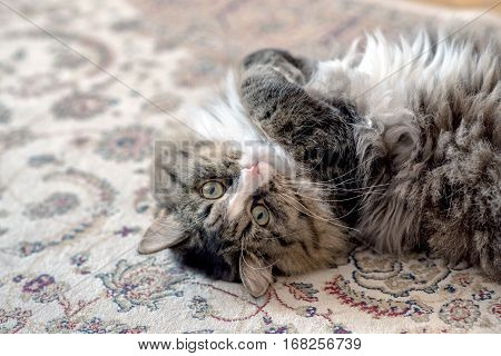 cat lies on the floor. cat lying on the carpet. cat resting on the carpet. cat resting on the floor. cat relaxing on the floor. cat relaxing on the carpet.