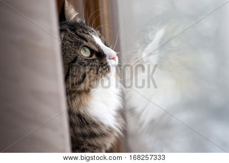 cat looks out the window. Beautiful cat sitting on a windowsill and looking to the window.