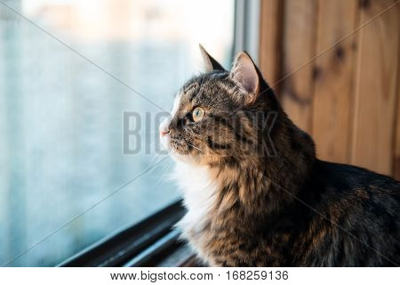 cat looks out the window. Beautiful cat sitting on a windowsill and looking to the window.