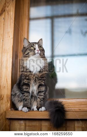 cat sits on the windowsill. Cat sitting on the home window in sunny day. Cat relaxing on windowsill.