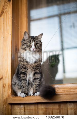 cat sits on the windowsill. Cat sitting on the home window in sunny day. Cat relaxing on windowsill.