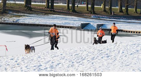 OLDENZAAL NETHERLANDS - JANUARY 22 2017: Group of unknown joggers canicross running in a snow white landscape