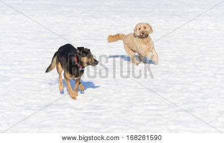 two dogs having fun in the sonw