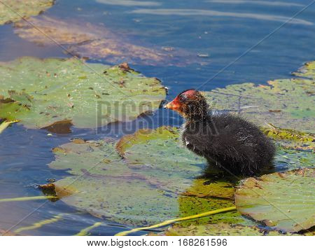Coot Youngster on water lily leaf (Fulica atra)