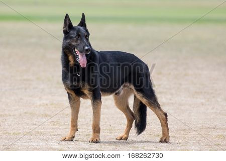 Portrait of a handsome police dog with alert pricked ears