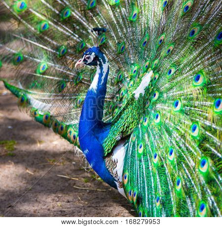 Peacock. Portrait of beautiful peacock with feathers out.