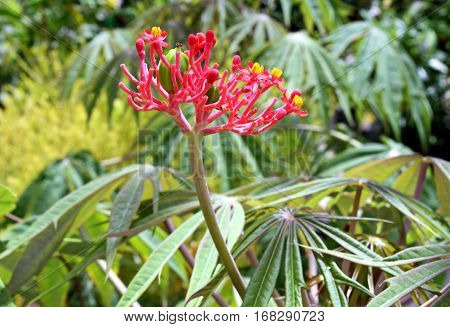 Flower and leaves of the plant Jatropha dissected (Jatropha multifida) family Euphorbiaceae