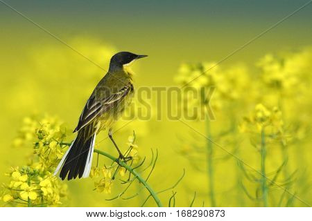 yellow wagtail (Motacilla flava) in blooming rapeseed field in spring