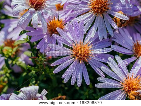 Magenta aster flowerbed under sunlight, beautiful background