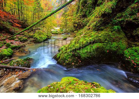 Creek Deep In Mountain Forest  In Transylvania