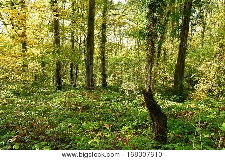Verneuil sur Seine; France - october 30 2016 : the forest in the west of the city