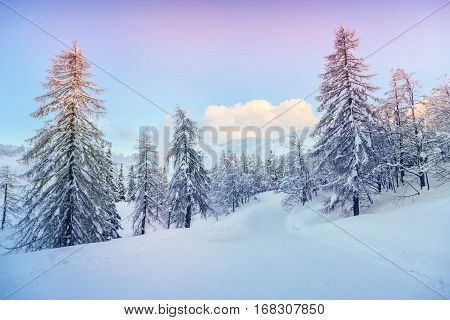 Winter landscape near Vogel ski center in mountains Julian Alps Slovenia