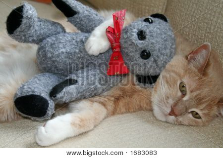Gatto coccole con Teddy Bear