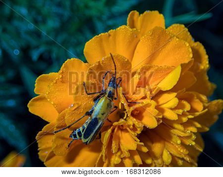 An insect on the petals of a marigold flower.