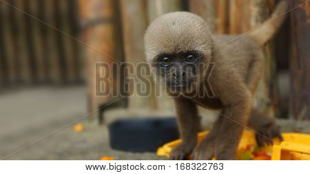Curious baby Chorongo monkey staring at the camera lens. Common names: Woolly monkey, Chorongo monkey. Scientific name: Lagothrix lagothricha