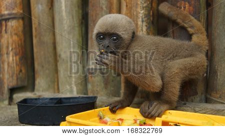 Curious baby Chorongo monkey eating fruit in the El Coca Zoo staring at the camera lens. Common names: Woolly monkey, Chorongo monkey. Scientific name: Lagothrix lagothricha