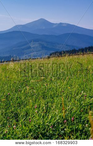 Close view of several red clover heads trifolium pratense