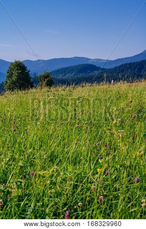 Close view of several red clover heads trifolium pratense