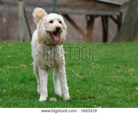 Happy Dog