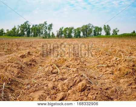 preparing for Cassava (manioc, tapioca or yuca) field planting