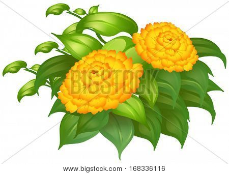 Merigold flowers in green bush illustration